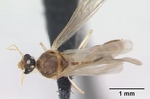 Pheidole jonas specimen CASENT0132955 image casent0132955_1