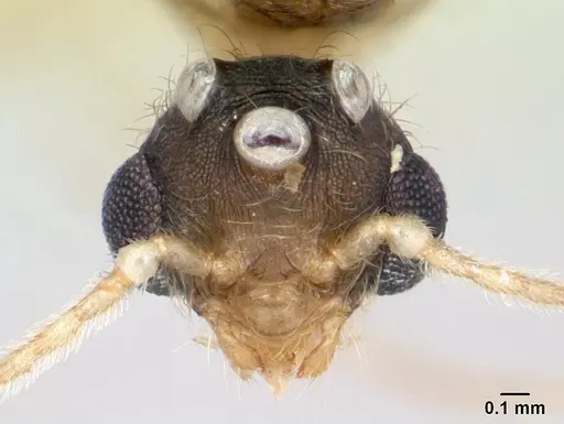 Pheidole jonas specimen CASENT0132955 image casent0132955_2