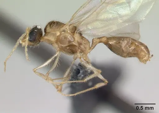 Pheidole jonas specimen CASENT0132955 image casent0132955_3