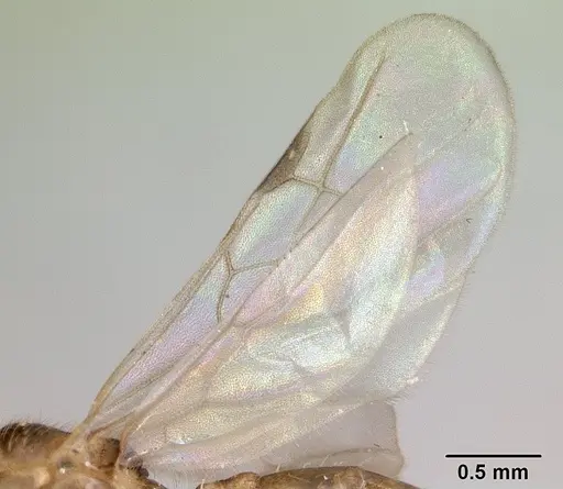 Pheidole jonas specimen CASENT0132955 image casent0132955_4