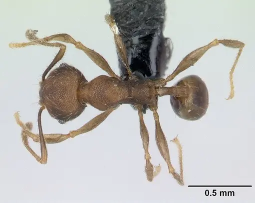 Pheidole jonas specimen CASENT0133662 image casent0133662_1