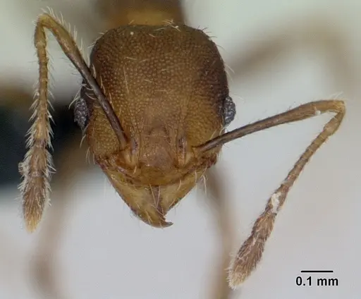 Pheidole jonas specimen CASENT0133662 image casent0133662_2