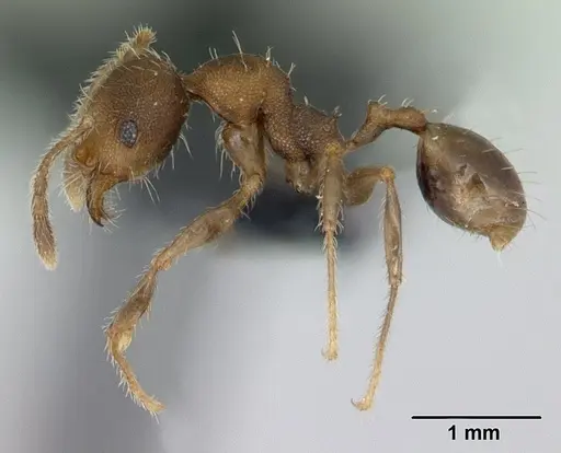 Pheidole jonas specimen CASENT0133662 image casent0133662_3