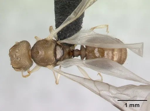 Pheidole jonas specimen CASENT0134902 image casent0134902_1