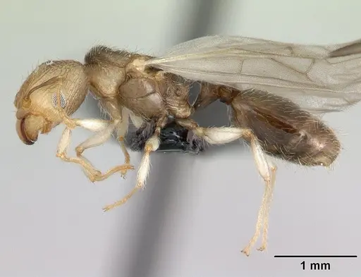 Pheidole jonas specimen CASENT0134902 image casent0134902_3