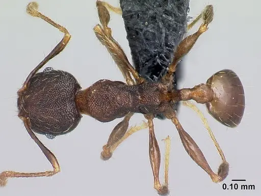 Pheidole jonas specimen CASENT0137020 image casent0137020_1