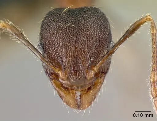 Pheidole jonas specimen CASENT0137020 image casent0137020_2