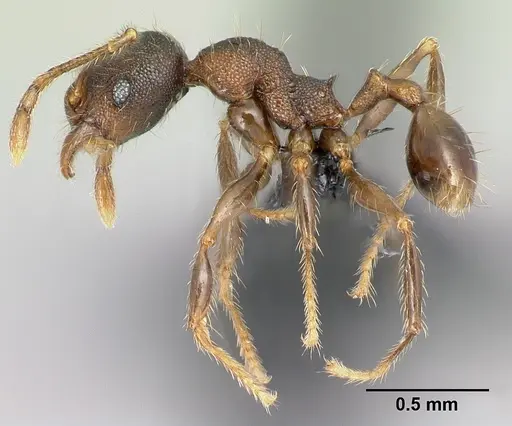 Pheidole jonas specimen CASENT0137020 image casent0137020_3