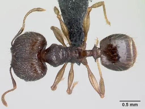 Pheidole jonas specimen CASENT0137046 image casent0137046_1