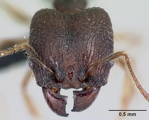 Pheidole jonas specimen CASENT0137046 image casent0137046_2