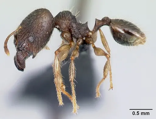 Pheidole jonas specimen CASENT0137046 image casent0137046_3