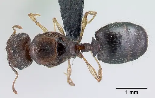 Pheidole jonas specimen CASENT0137207 image casent0137207_1