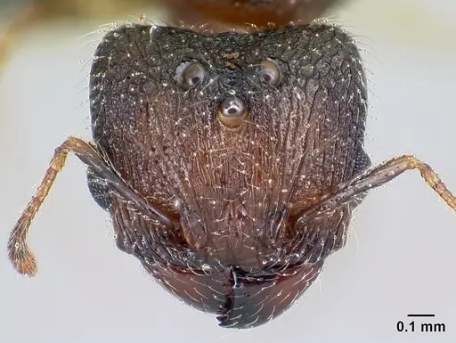 Pheidole jonas specimen CASENT0137207 image casent0137207_2