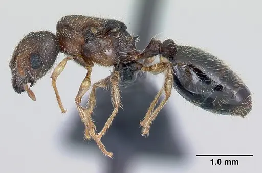 Pheidole jonas specimen CASENT0137207 image casent0137207_3