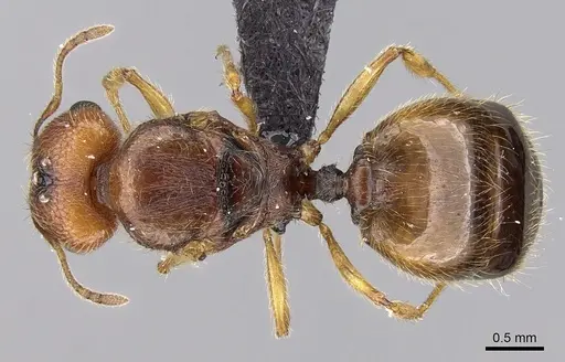 Pheidole jonas specimen CASENT0137511 image casent0137511_1