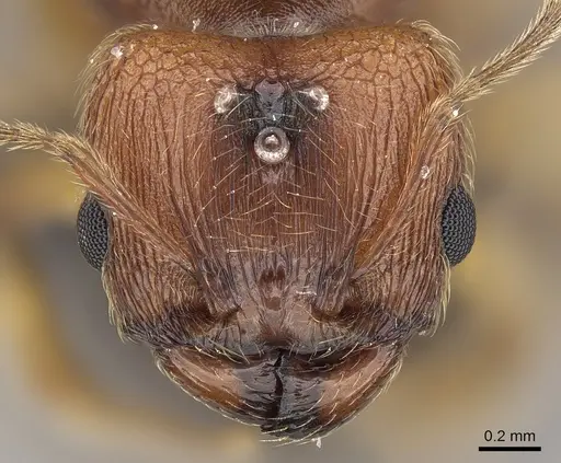 Pheidole jonas specimen CASENT0137511 image casent0137511_2