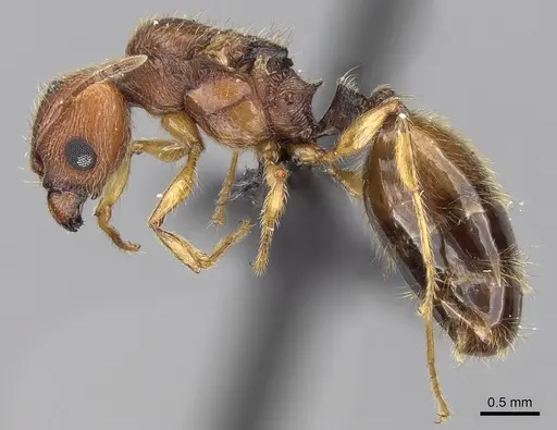 Pheidole jonas specimen CASENT0137511 image casent0137511_3