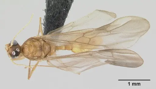 Pheidole jonas specimen CASENT0146798 image casent0146798_1