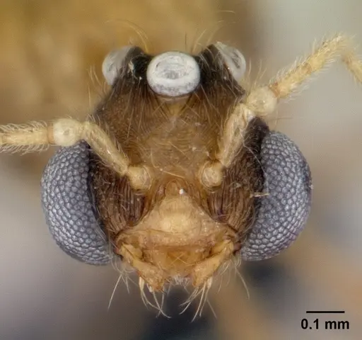 Pheidole jonas specimen CASENT0146798 image casent0146798_2