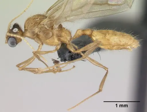 Pheidole jonas specimen CASENT0146798 image casent0146798_3