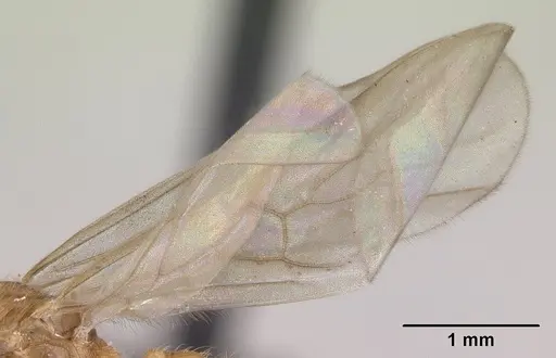 Pheidole jonas specimen CASENT0146798 image casent0146798_4