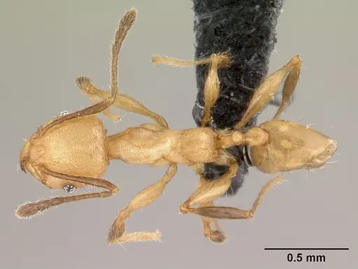 Pheidole jonas specimen CASENT0146830 image casent0146830_1