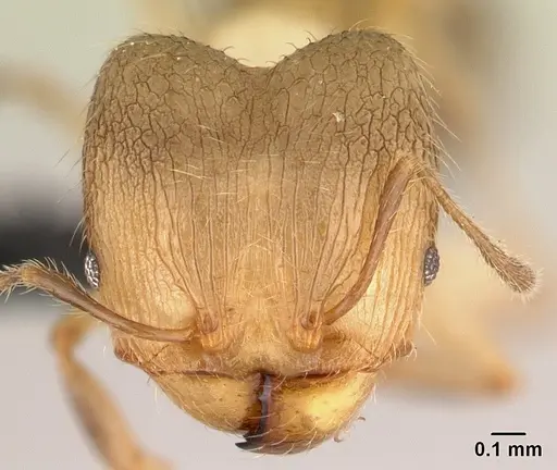 Pheidole jonas specimen CASENT0146830 image casent0146830_2