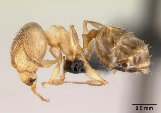 Pheidole jonas specimen CASENT0146830 image casent0146830_3