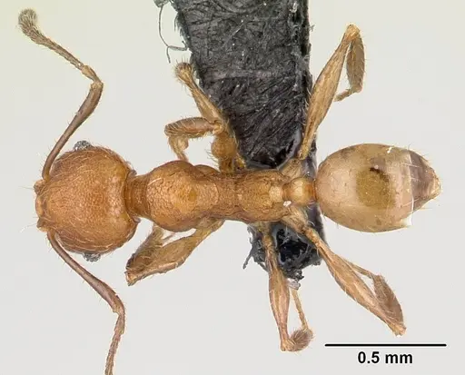 Pheidole jonas specimen CASENT0146934 image casent0146934_1
