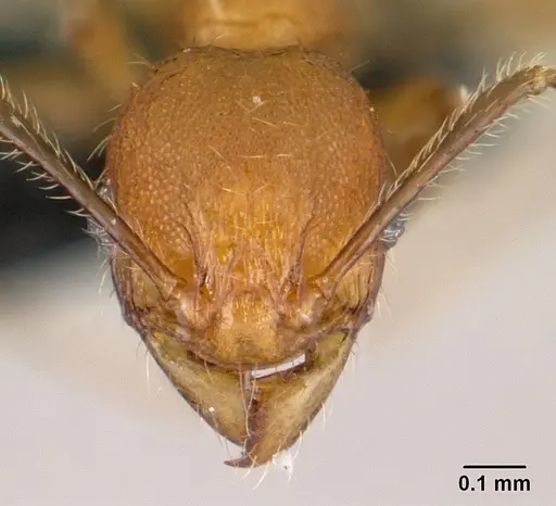 Pheidole jonas specimen CASENT0146934 image casent0146934_2