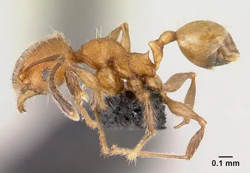 Pheidole jonas specimen CASENT0146934 image casent0146934_3