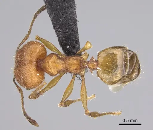Pheidole jonas specimen CASENT0146955 image casent0146955_1