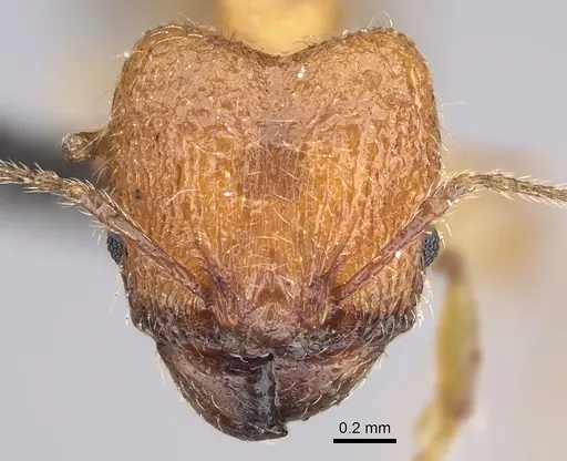 Pheidole jonas specimen CASENT0146955 image casent0146955_2