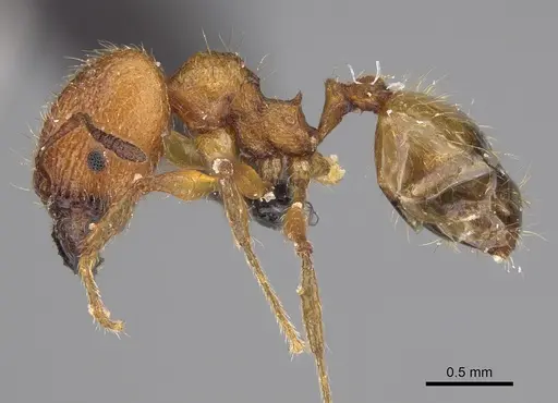 Pheidole jonas specimen CASENT0146955 image casent0146955_3