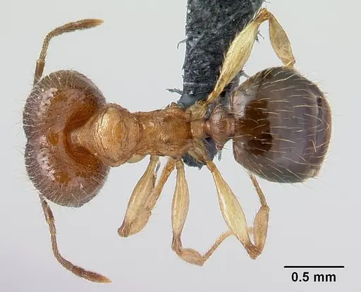 Pheidole jonas specimen CASENT0146984 image casent0146984_1