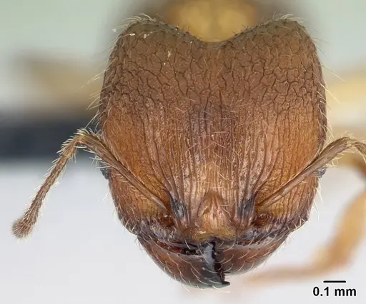 Pheidole jonas specimen CASENT0146984 image casent0146984_2