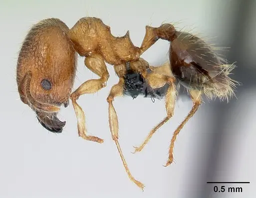 Pheidole jonas specimen CASENT0146984 image casent0146984_3