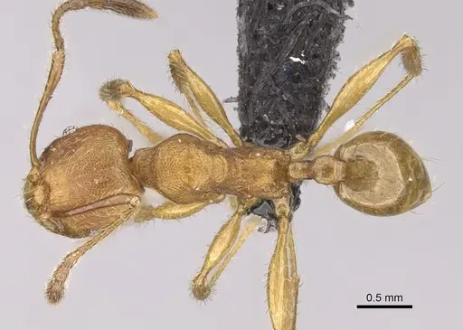 Pheidole jonas specimen CASENT0147019 image casent0147019_1