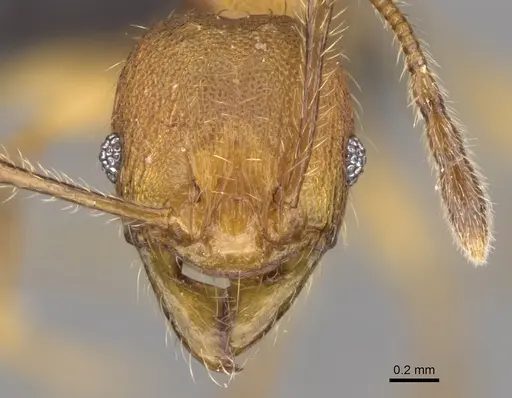 Pheidole jonas specimen CASENT0147019 image casent0147019_2