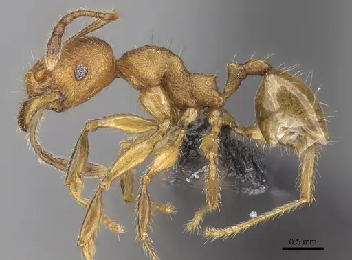 Pheidole jonas specimen CASENT0147019 image casent0147019_3