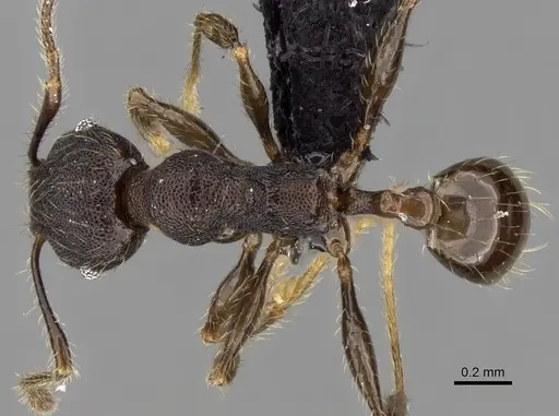 Pheidole jonas specimen CASENT0280995 image casent0280995_1