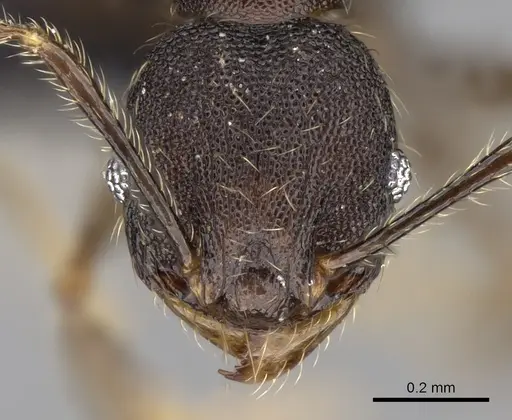 Pheidole jonas specimen CASENT0280995 image casent0280995_2
