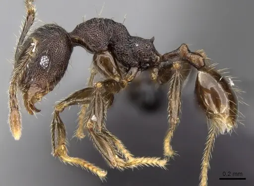 Pheidole jonas specimen CASENT0280995 image casent0280995_3