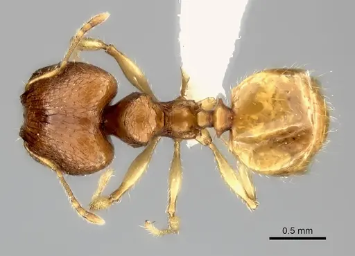 Pheidole jonas specimen CASENT0406651 image casent0406651_1