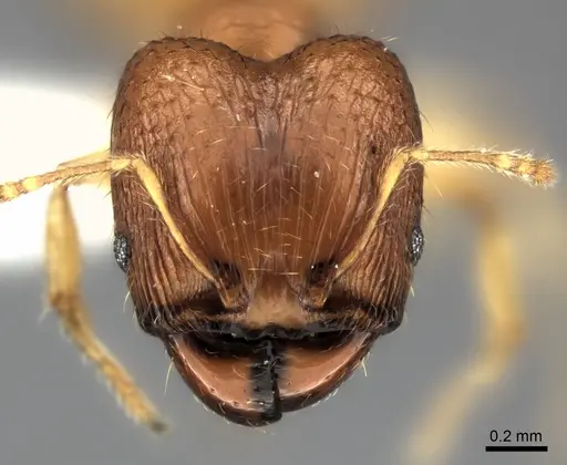 Pheidole jonas specimen CASENT0406651 image casent0406651_2