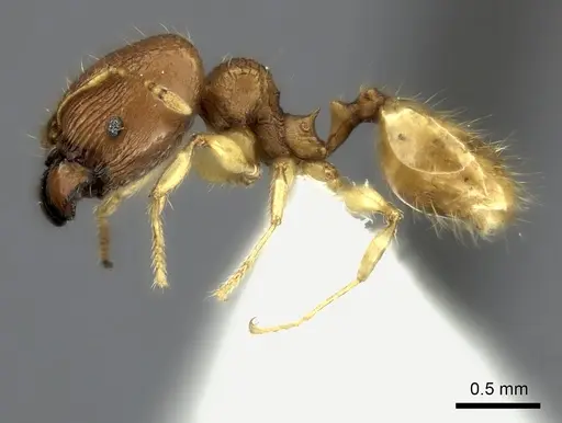 Pheidole jonas specimen CASENT0406651 image casent0406651_3