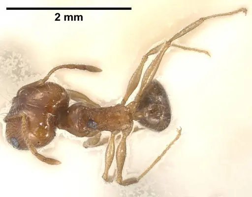 Pheidole jordanica specimen ANTWEB1038027 image antweb1038027_1