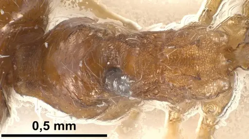 Pheidole jordanica specimen ANTWEB1038027 image antweb1038027_2