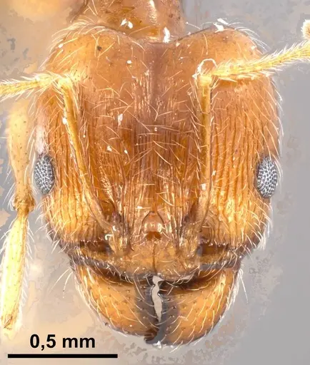 Pheidole jordanica specimen ANTWEB1038027 image antweb1038027_3