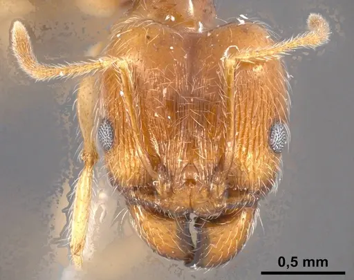 Pheidole jordanica specimen ANTWEB1038027 image antweb1038027_4